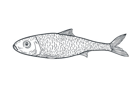 Sardine black white ink vector sketch. Monochrome fish illustration as sardine, herring, and anchovy by engraving hand drawn. Sea fish line art etch drawing for logos, packaging, and marine designs.のイラスト素材