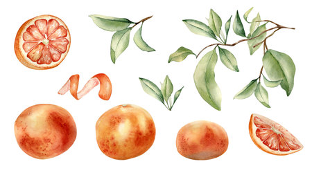 Grapefruits whole and half, branch and leaves hand drawn watercolor illustration isolated. Set of citrus fruits and orange peel hand drawn. Leafy sprig of grapefruit tree painted in botanical sketch.の写真素材