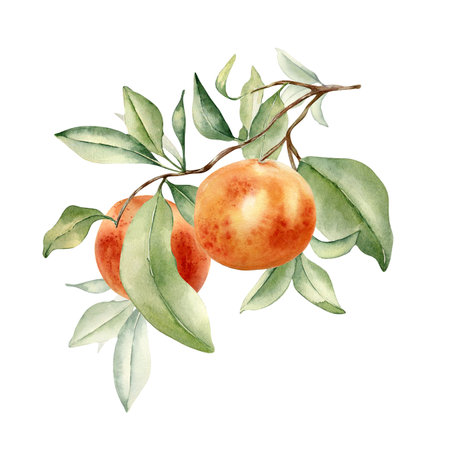Grapefruits cluster on branch by watercolor illustration isolated. Leaves of citrus tree and red orange hand drawn. Leafy twig of ruby red fruit painted in botanical sketch. Citrus Paradisi plantの写真素材