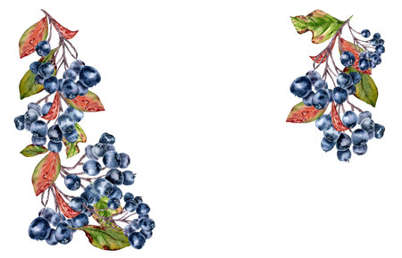 Black chokeberry corner frame in watercolor style with rich berry clusters isolated on white. Autumn botanical border with black berries hand drawn for packaging, invitation, rustic fall design.の写真素材