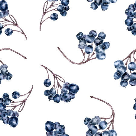 Dark berry seamless botanical pattern with watercolor aronia clusters on twigs isolated on white. Repeated autumn background hand drawn for textiles, wallpaper, wrapping paper, and cosmetics packaging.の写真素材
