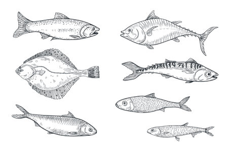 Sardine, anchovy monochrome vector illustration hand drawn. Herring, flounder black white drawing. Fishes tuna, salmon, mackerel engraving art. Various sea fish graphic linear style for prints.のイラスト素材