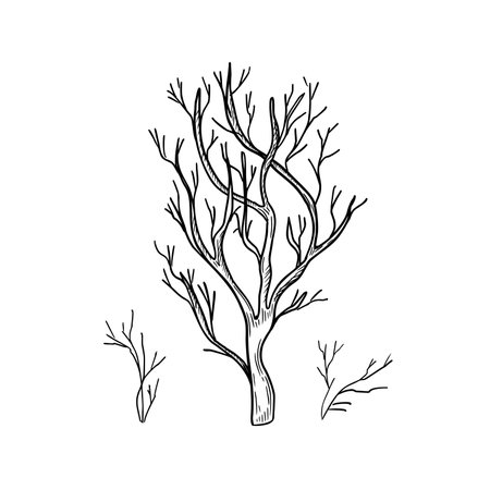 Bare tree, twigs hand drawn black white outline vector illustration. Winter tree and shrubs monochrome graphic sketch. Minimalist leafless branches, bough silhouette for Halloween or woodland print.のイラスト素材