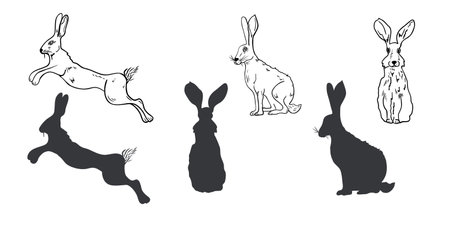 Hare hand drawn black white outline vector set illustration. Forest animal graphic sketch for winter and Christmas design. Rabbit, wild hare silhouette drawing for seasonal packaging, stationery.のイラスト素材