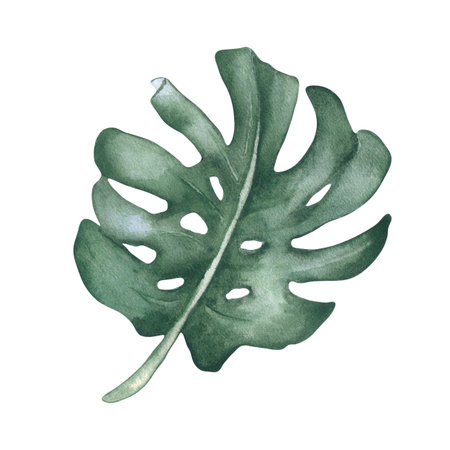 Monstera leaf watercolor drawing isolated on white. Tropical plant foliage botanical sketch hand painted. Tropical greenery illustration, large monstera leaf for invitations and cards design.の写真素材