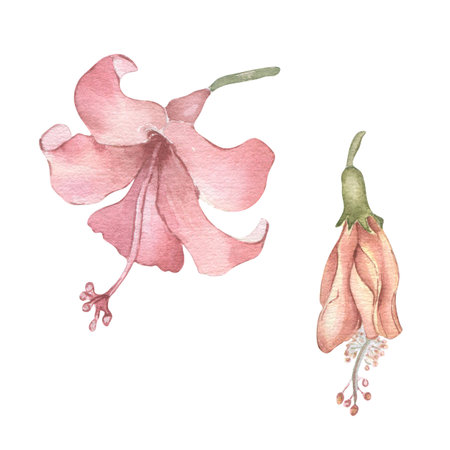 Hibiscus clipart watercolor illustration isolated on white. Hand painted pink exotic flower botanical sketch. Tropical blooms drawing for Hawaiian designs, summer branding, tea packaging.の写真素材