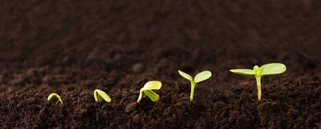Sequence of Seedlings Growing in Dirtの写真素材