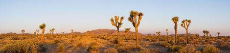 Sunrise in the Mojave Desert of Joshua Tree National Park (Panorama)の写真素材