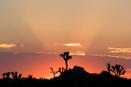 Sunrise in Joshua Tree National Park, California.の写真素材