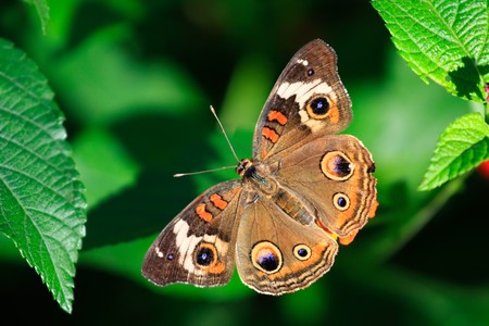 Common Buckeye Butterflyの写真素材