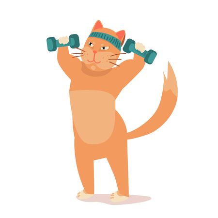 athletic cat trains in sport. fit cat in gym pumps muscles, lifts dumbbells. Exercising in fitness, losing weight. illustration before , after vector.のイラスト素材