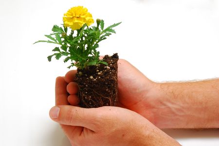 Marigold seedling in hands symbolizing new gardening seasonの写真素材
