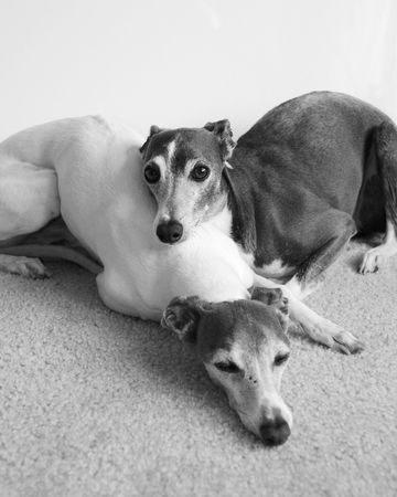 A picture of serenity: Two greyhounds relax togetherの写真素材