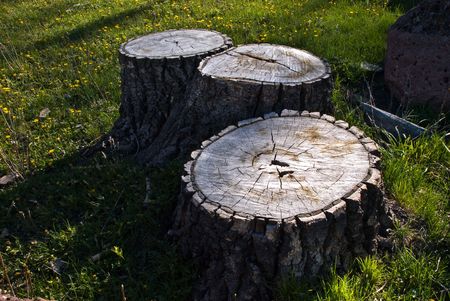 Cut Treesの写真素材