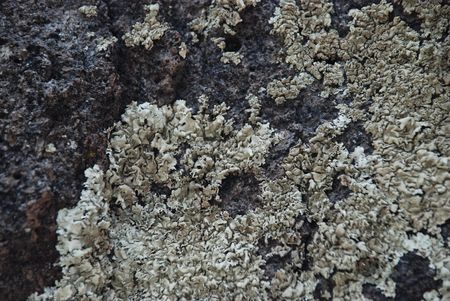 Lichen Texture 2