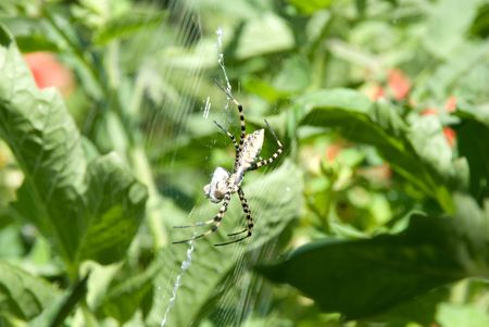 Yellow and Black Spider on the underside of web