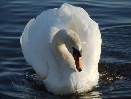 Swan floating in the waterの写真素材