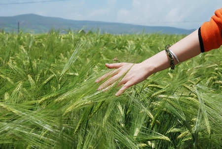 Wheat on hand の写真素材