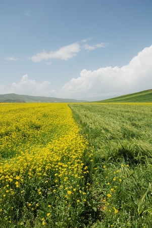 Wheat field の写真素材