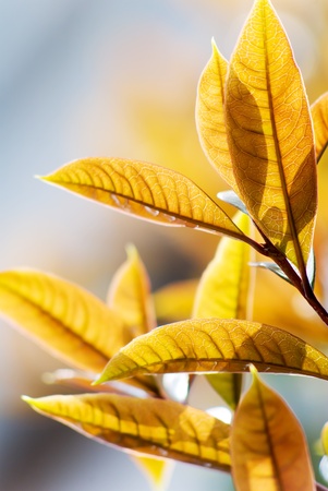 Yellow leaves の写真素材