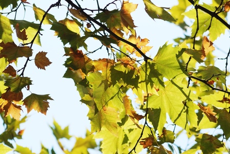 Yellow leavesの写真素材