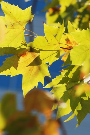 Yellow leavesの写真素材