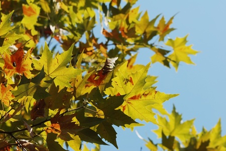 Yellow leaves