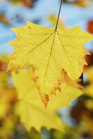 Yellow leavesの写真素材