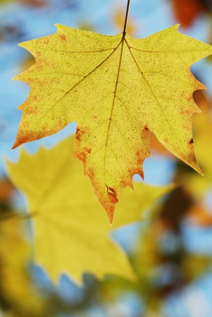 Yellow leavesの写真素材