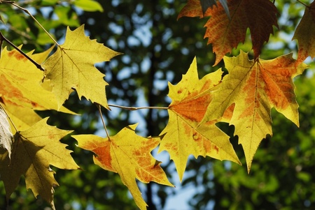 Yellow leavesの写真素材