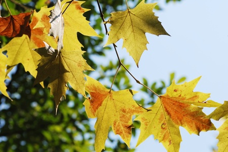 Yellow leavesの写真素材