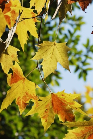 Yellow leavesの写真素材