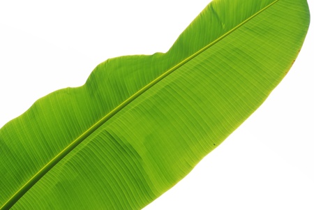 A banana leaf with light shining behind の写真素材