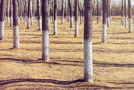 Beautiful winter woods, the sun shone dayの写真素材