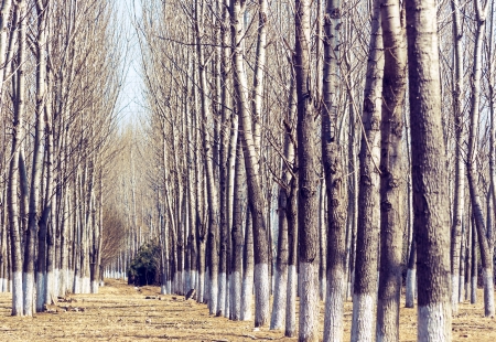Beautiful winter woods, the sun shone dayの写真素材