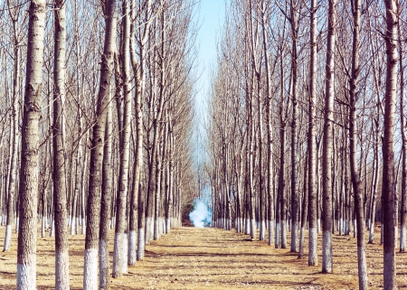 Beautiful winter woods, the sun shone dayの写真素材