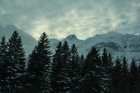 Fog and clouds around mountains and pine trees and light coming from the backの写真素材