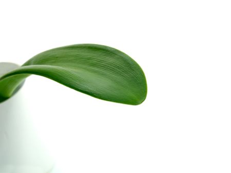 Health nutrition concept - leaf in cup on white backgroundの写真素材