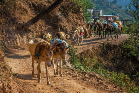 donkeys and horses carrying loads in the mountains in the Himalayasの写真素材