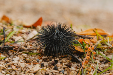 A black sea urchin lies on a stone beach in Montenegro