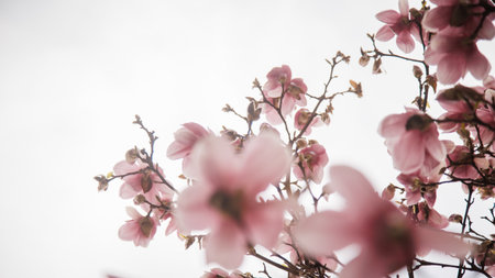 magnolia blossom treeの写真素材