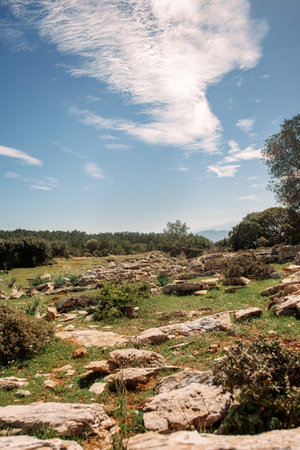 The resilient trees growing amidst the harshの写真素材