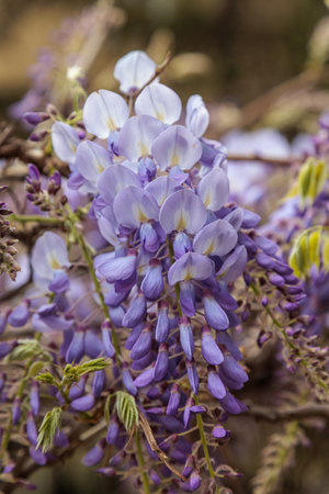 wisteria flowers blooming tree in the cityの写真素材