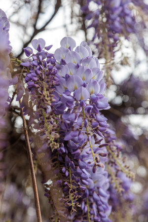 wisteria flowers blooming tree in the cityの写真素材
