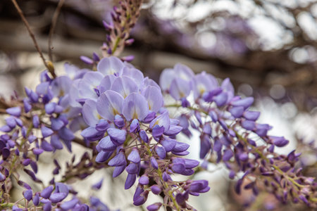 wisteria flowers blooming tree in the cityの写真素材