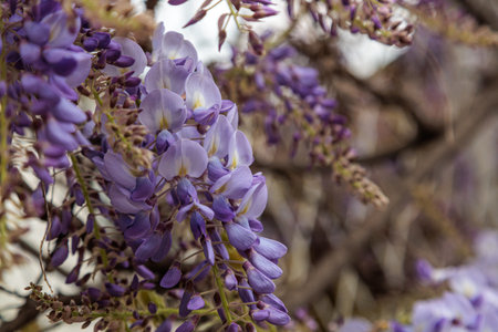 wisteria flowers blooming tree in the cityの写真素材