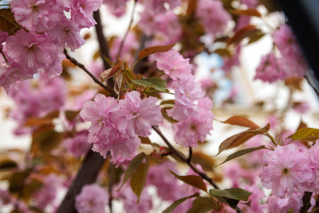 sakura blossoms blooming tree in the city