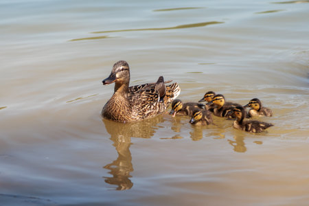 duck with ducklings in the water