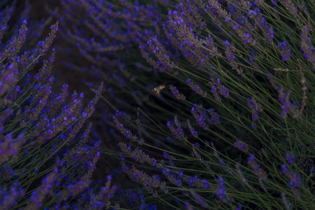 lavender flowers, the lavender field is beautiful.の写真素材