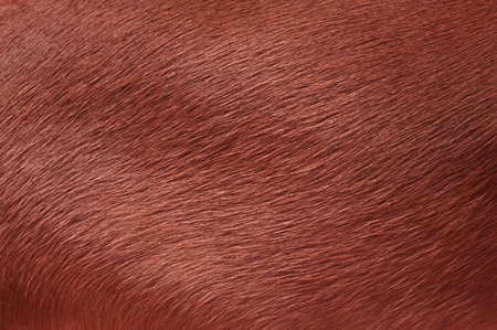 Dog fur. Animal fur texture. Fur fees. Short furの写真素材